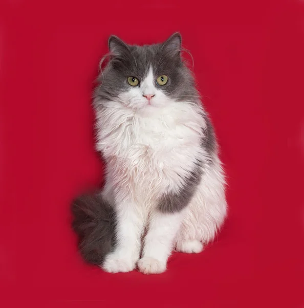 Fluffy gray and white kitten sitting on red — Stock Photo, Image