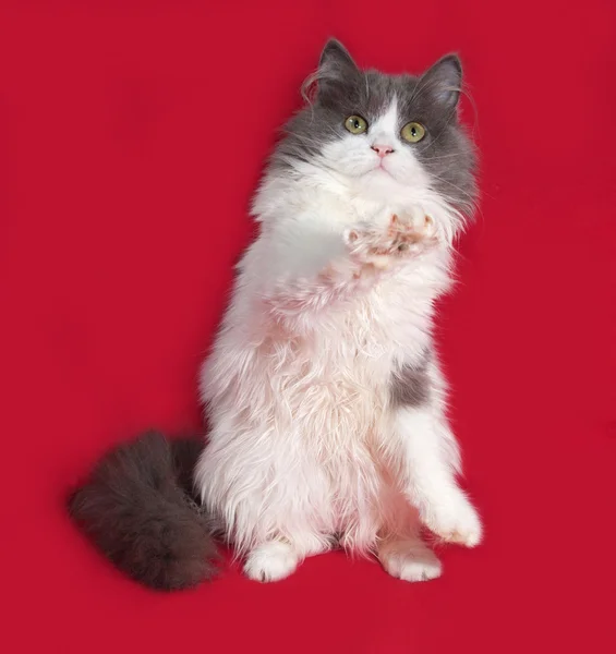 Fluffy gray and white kitten playing on red — Stock Photo, Image