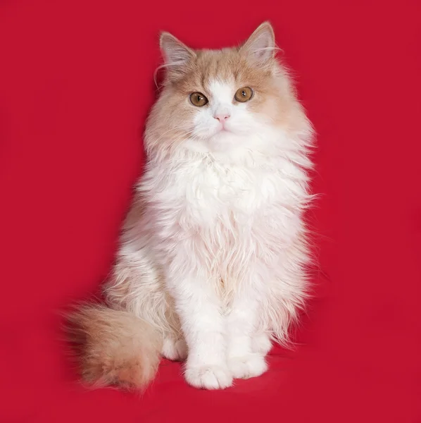 Fluffy red and white kitten sitting on red — Stock Photo, Image