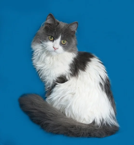 Fluffy gray and white kitten sitting on blue — Stock Photo, Image