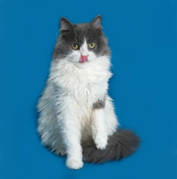 Fluffy gray and white kitten sitting on blue — Stock Photo, Image