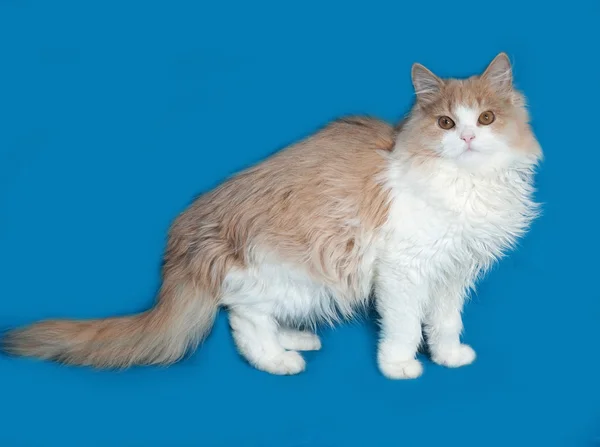 Flauschige rote und weiße Kätzchen stehen auf blau — Stockfoto