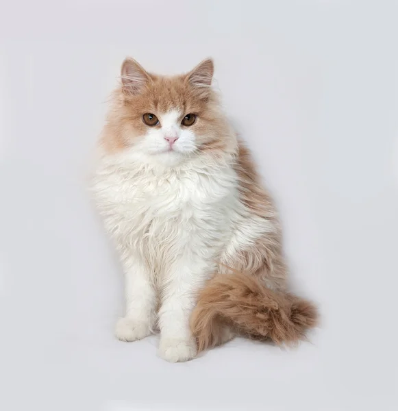 Fluffy red and white kitten sitting on gray — Stock Photo, Image