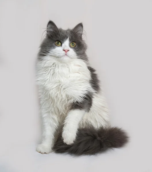 Fluffy gray and white kitten sitting on gray — Stock Photo, Image