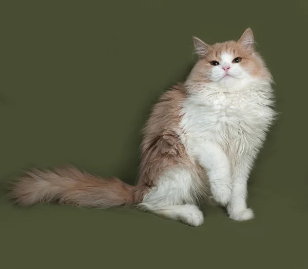 Пухнастий червоно-білий кошеня сидить на зеленому — стокове фото