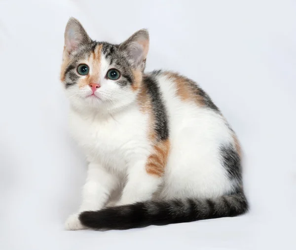 Tricolor kitten sitting on gray — Stock Photo, Image