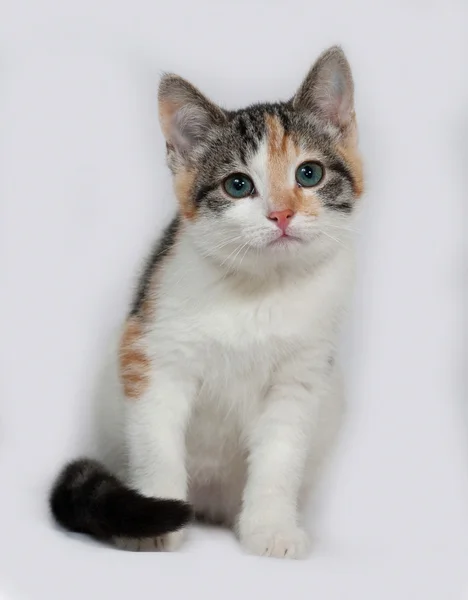 Gri üzerine oturan üç renkli yavru kedi — Stok fotoğraf