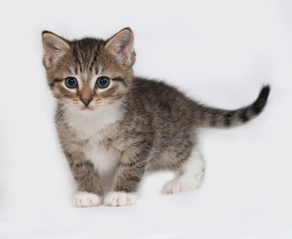 Striped and white kitten standing on gray — Stock Photo, Image