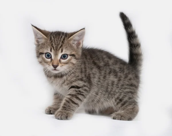 Striped and white kitten standing on gray — Stock Photo, Image