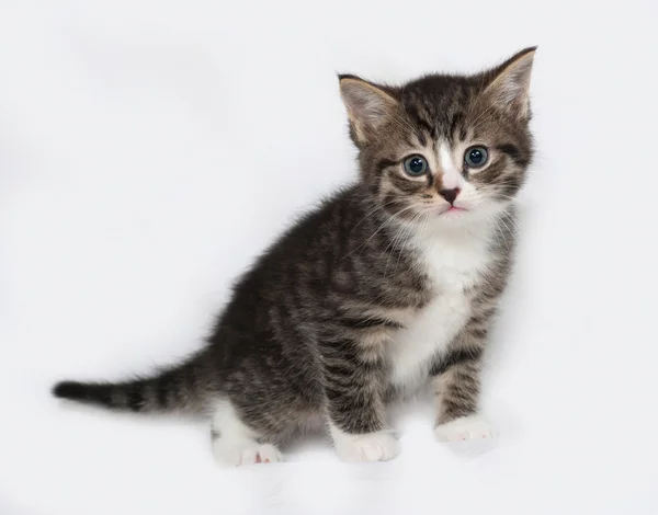 Gatito rayado y blanco de pie sobre gris —  Fotos de Stock