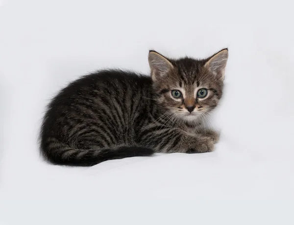 位于灰色的条纹和白色的小猫 — 图库照片