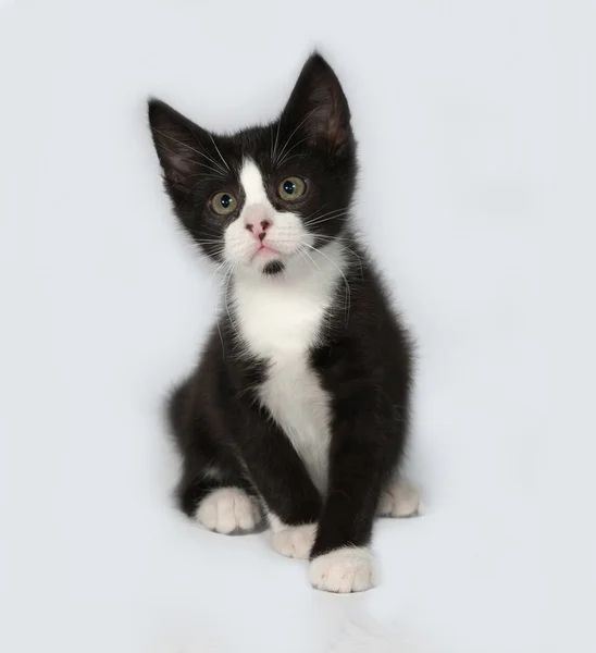 Gatito blanco y negro sentado en gris —  Fotos de Stock