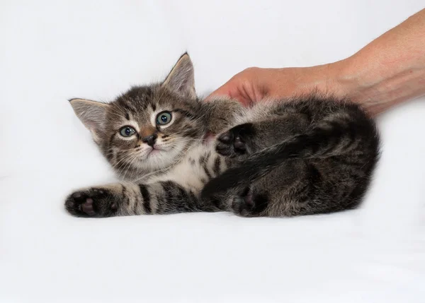 Striped and white kitten lies on gray — Stock Photo, Image