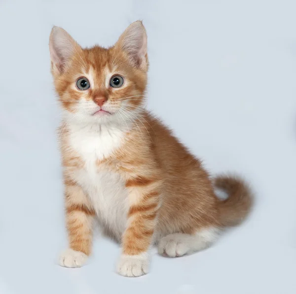 Gatinho vermelho sentado no cinza — Fotografia de Stock