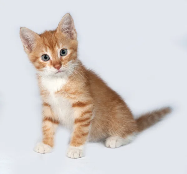 Rode kitten zittend op grijs — Stockfoto