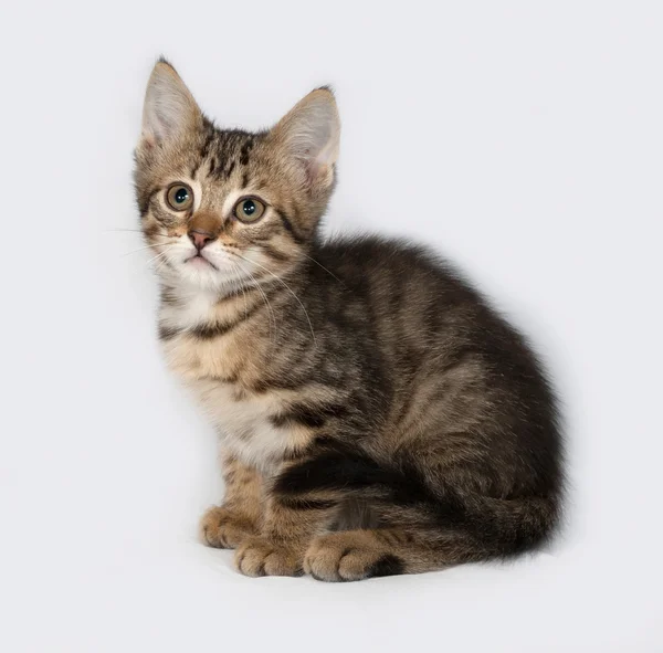 Striped and white kitten sitting on gray — Stock Photo, Image