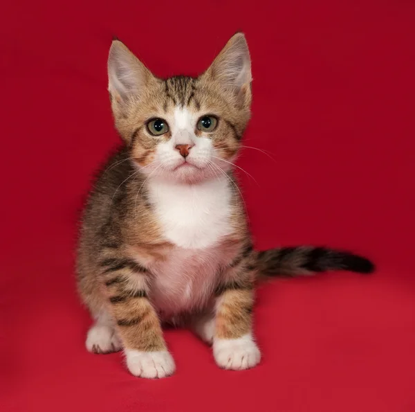 Striped and white kitten sitting on red — Stock Photo, Image