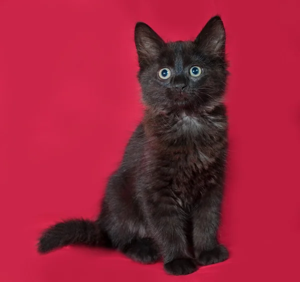 Schwarzes flauschiges Kätzchen sitzt auf rot — Stockfoto