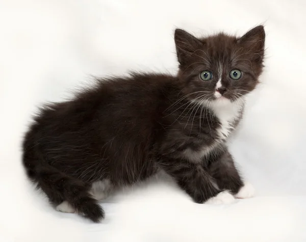 Siberische pluizig zwart-wit kitten staande op grijs — Stockfoto