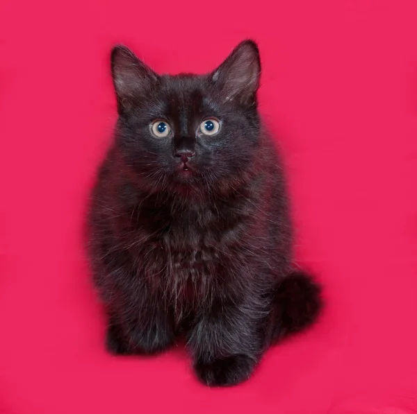 Petit chaton noir moelleux assis sur le rouge — Photo