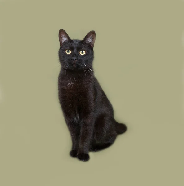 坐在绿色的黑猫 — 图库照片