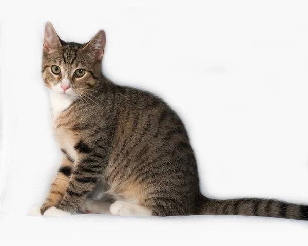 Tabby gatinho sentado em cinza — Fotografia de Stock