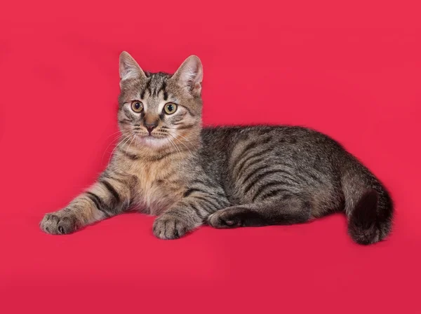 Gatito rayado acostado sobre rojo — Foto de Stock