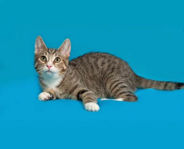 Tabby kattunge ligger på blå — Stockfoto