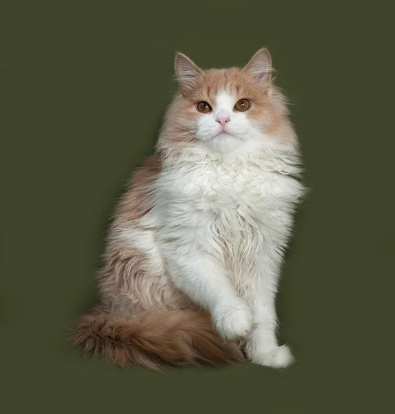 Yeşil üzerinde oturan, kabarık kırmızı ve beyaz yavru kedi — Stok fotoğraf