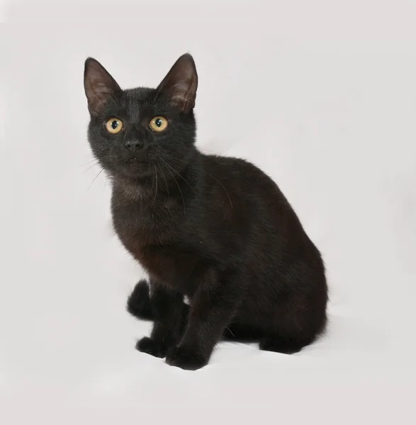 Gatito negro sentado en gris — Foto de Stock