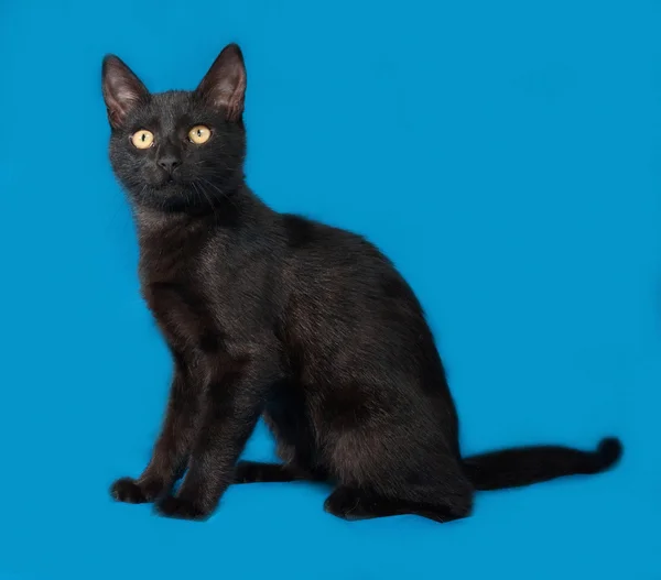 Black kitten sitting on blue — Stock Photo, Image