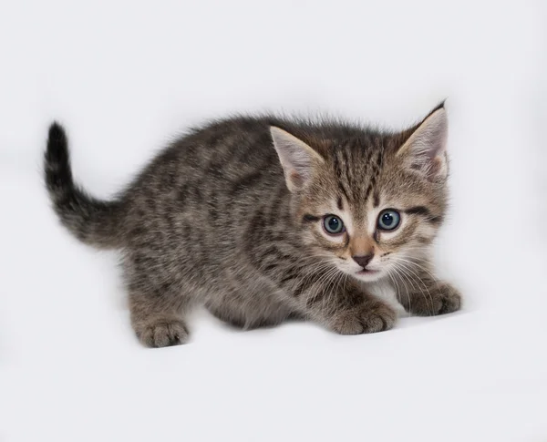 Striped and white kitten standing on gray — Stock Photo, Image