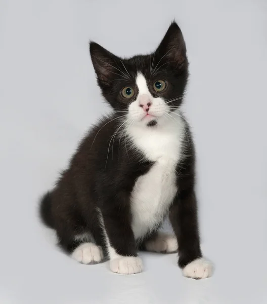 Black and white kitten sitting on gray — Stock Photo, Image