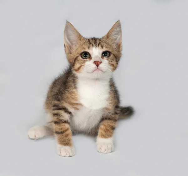 Striped and white kitten sitting on gray — Stock Photo, Image