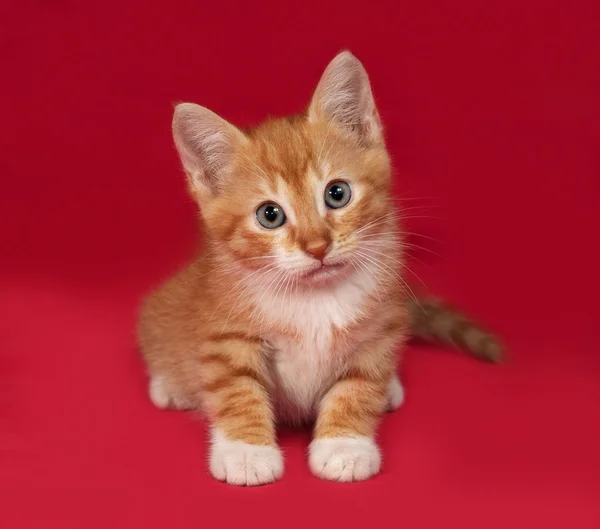 Red and white kitten lies on red — Stock Photo, Image