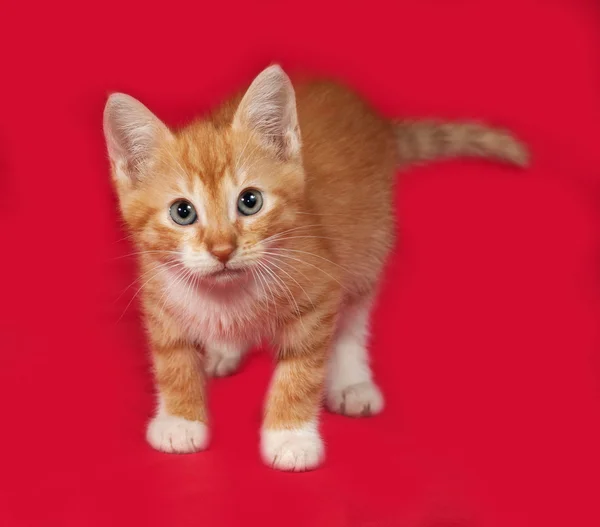 Red and white kitten standing on red — Stock Photo, Image