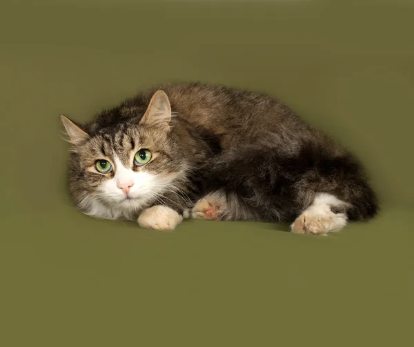 Fluffy tabby and white cat lying on green — Stock Photo, Image