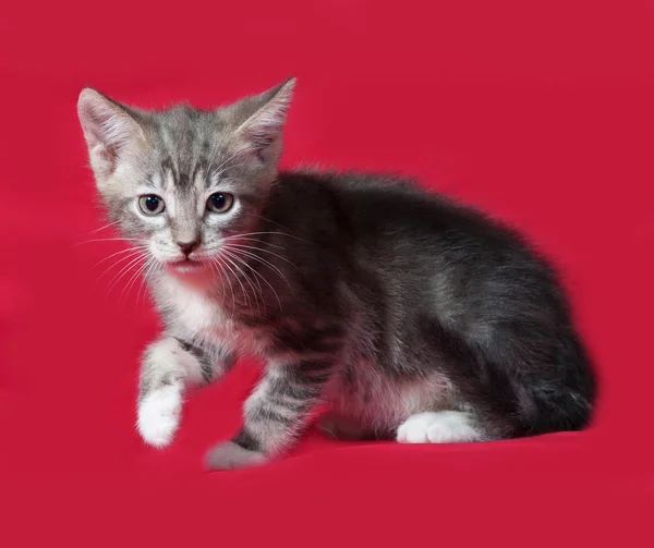 Striped and white kitten sitting on red — Stock Photo, Image