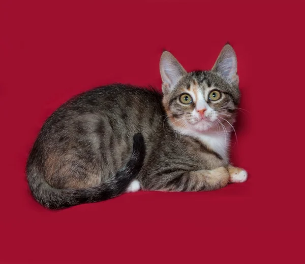 Tricolor kitten liggend op rood — Stockfoto