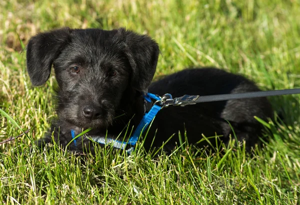 Bearded black dog lying on green grass — Stock Photo, Image
