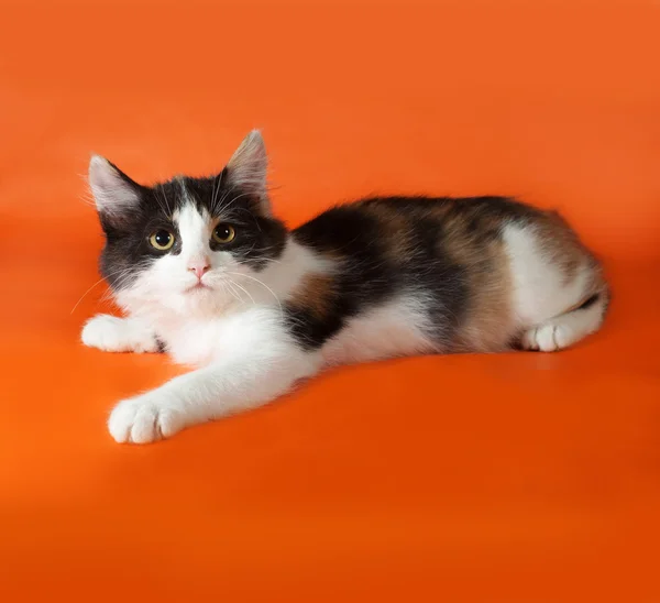 Tricolore soffice gattino si trova su arancione — Foto Stock