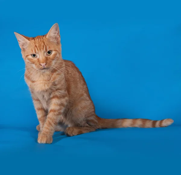 Mavi üzerinde oturan zencefil yavru kedi — Stok fotoğraf