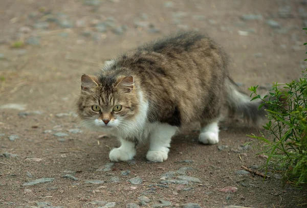 Fluffy tabby y gato blanco caminando por el camino en la hierba — Foto de Stock