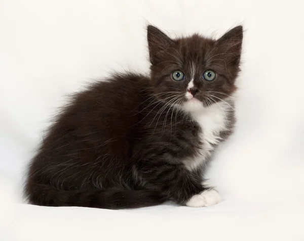 Siberiano esponjoso negro y blanco gatito sentado en gris —  Fotos de Stock