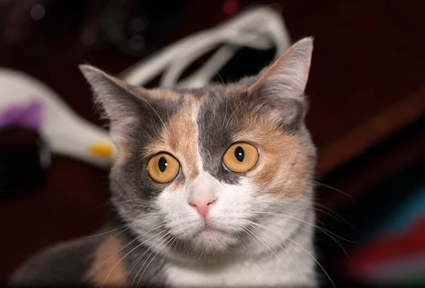 Tricolor katt på bakgrund av rum — Stockfoto