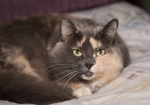 Striped tricolor fluffy cat lies on bed — Stock Photo, Image