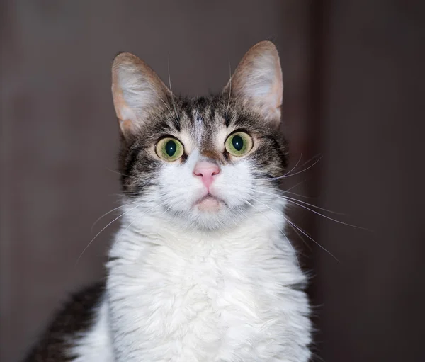 White and tabby cat on dark — Stock Photo, Image