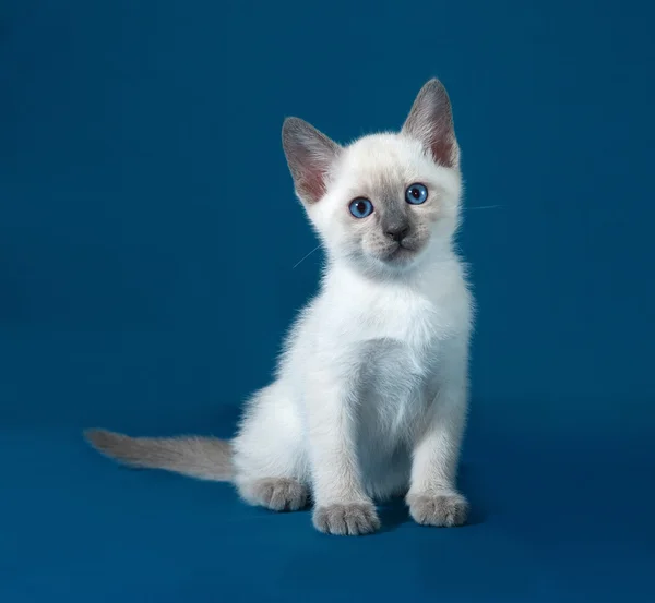 Thai white kitten sitting on blue — Stock Photo, Image