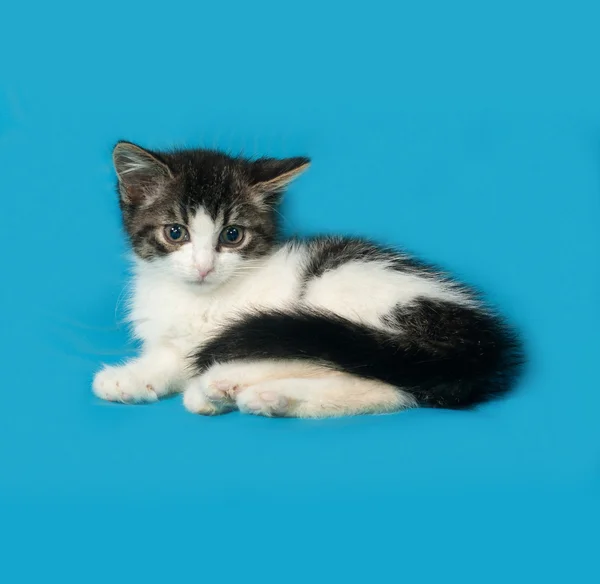 블루에 줄무늬와 흰색 고양이 거짓말 — 스톡 사진