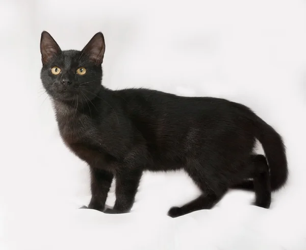 Черный котёнок стоит на сером — стоковое фото